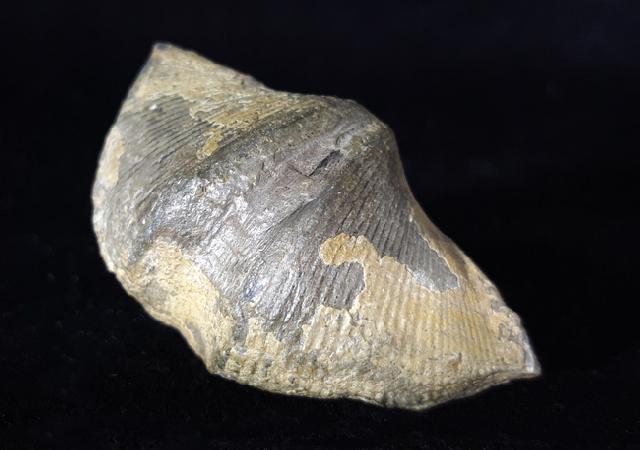 Cyrtospirifer verneuili (MURCHISON 1840) - Bild © FossNet FossilienStore